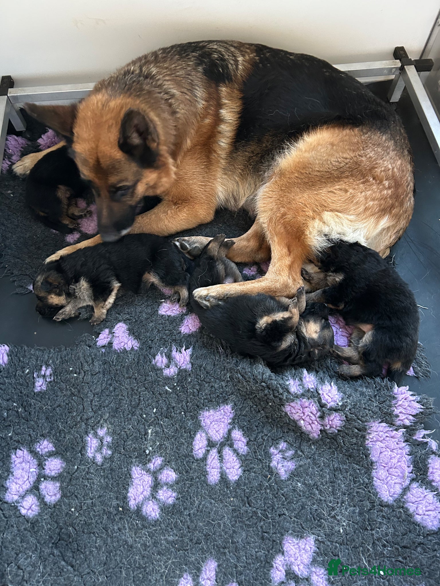 German Shepherd dogs for sale: GERMAN SHEPARD PUPS  - Advert 1
