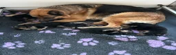 German Shepherd dogs for sale: GERMAN SHEPARD PUPS  - Advert 1