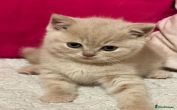 British Shorthair cats for sale: Beautiful British Shorthair cream female  - Image 3