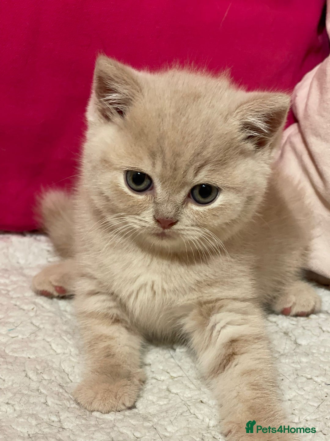 British Shorthair cats for sale: Beautiful British Shorthair cream female  - Image 3