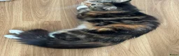Mixed Breed cats for sale: 4 kittens available  - Advert 9