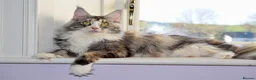 Maine Coon cats for sale: Exceptional Maine Coon Girls Ready Now - Advert 3