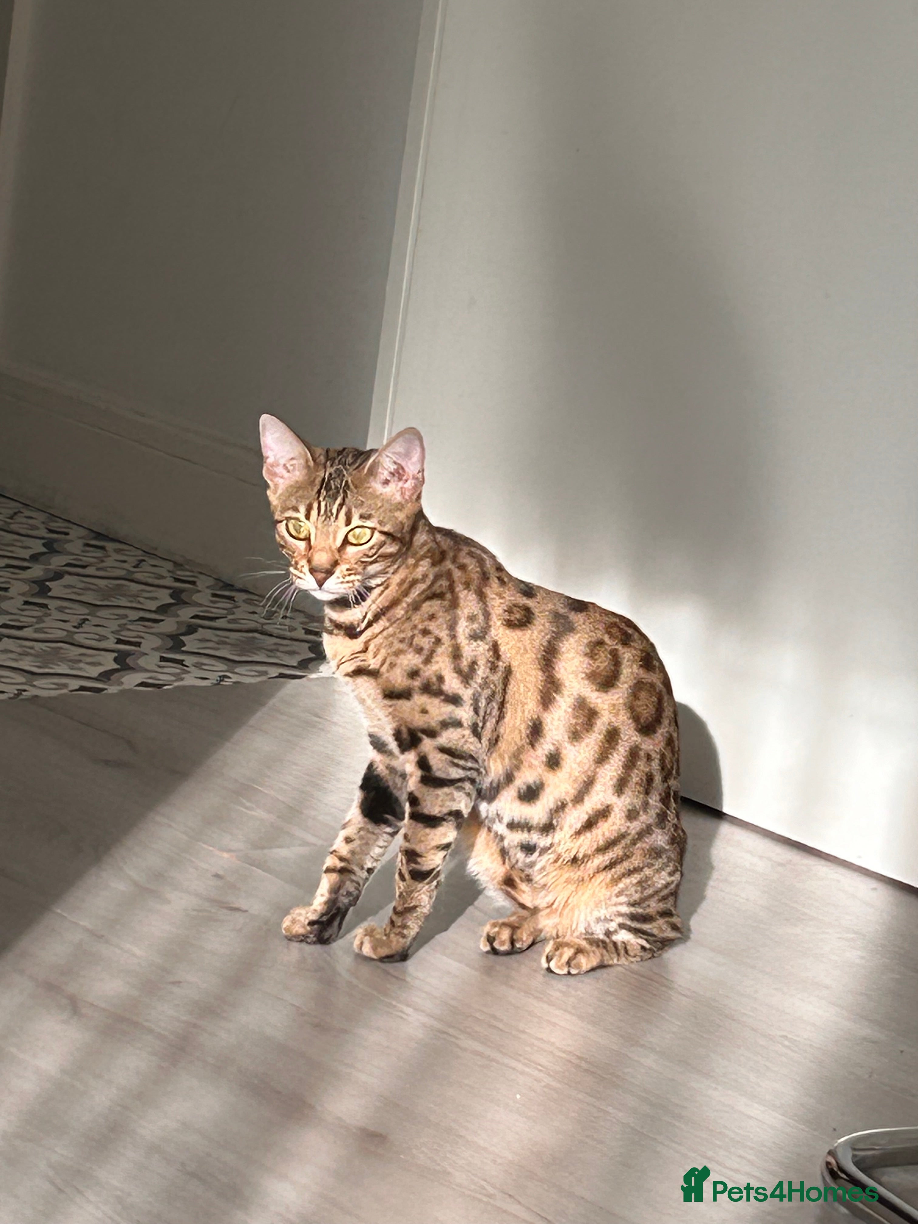 Bengal cats Bengal female  - Advert 1