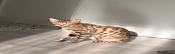 Bengal cats for sale: Bengal female  - Advert 1