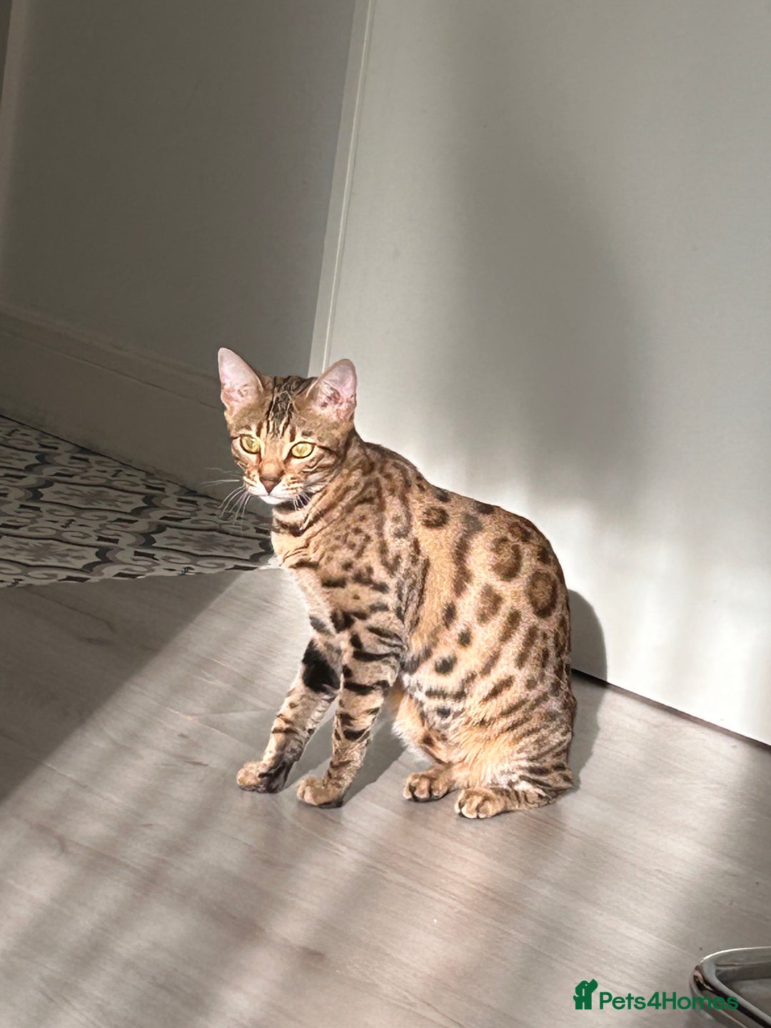 Bengal cats for sale: Bengal female  - Advert 1