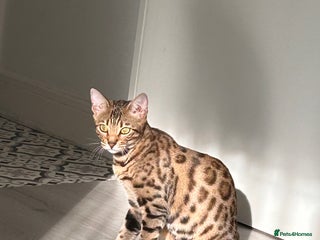 Bengal cats Bengal female - Advert 2