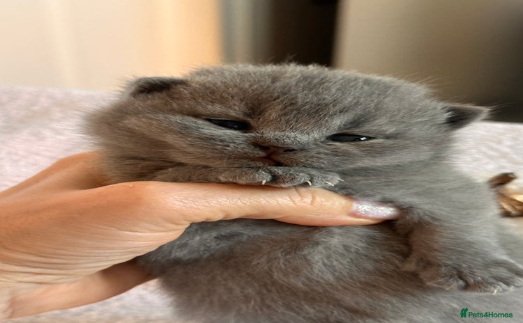 British Shorthair cats - Advert 12