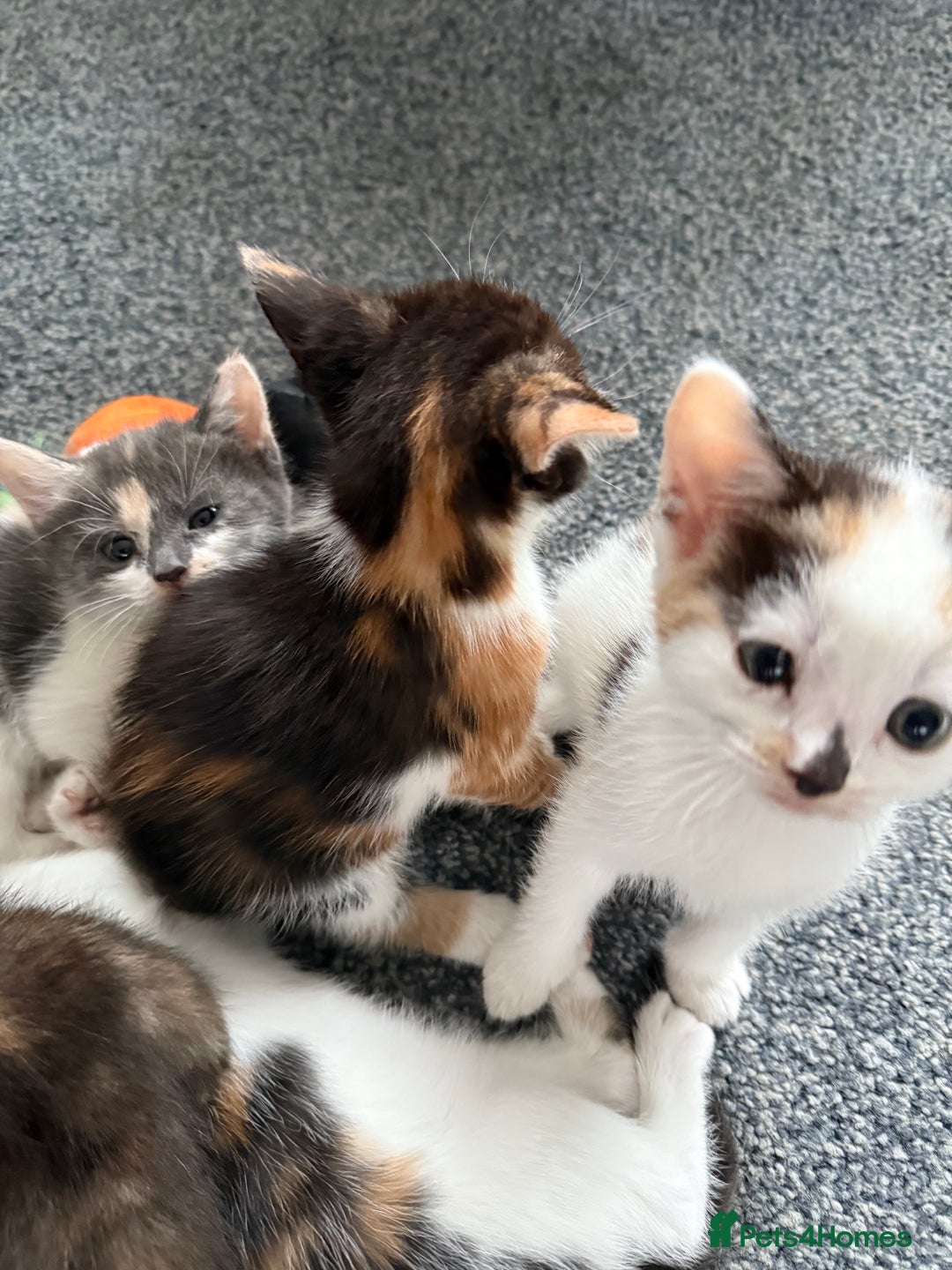 Mixed Breed cats for sale: Kittens for sale - Image 10