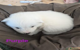 Samoyed dogs for sale: Samoyed Puppies for Sale! - Image 4
