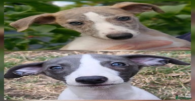 Whippet dogs - Advert 12