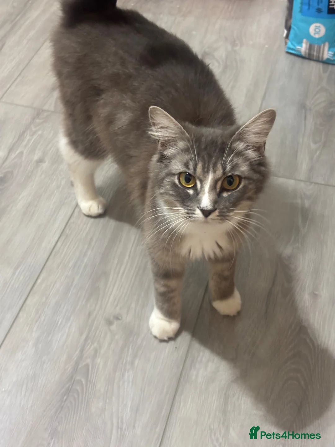 Mixed Breed cats for sale: 4 sweet natured quarter ragdoll kittens  in Shanklin - Advert 3