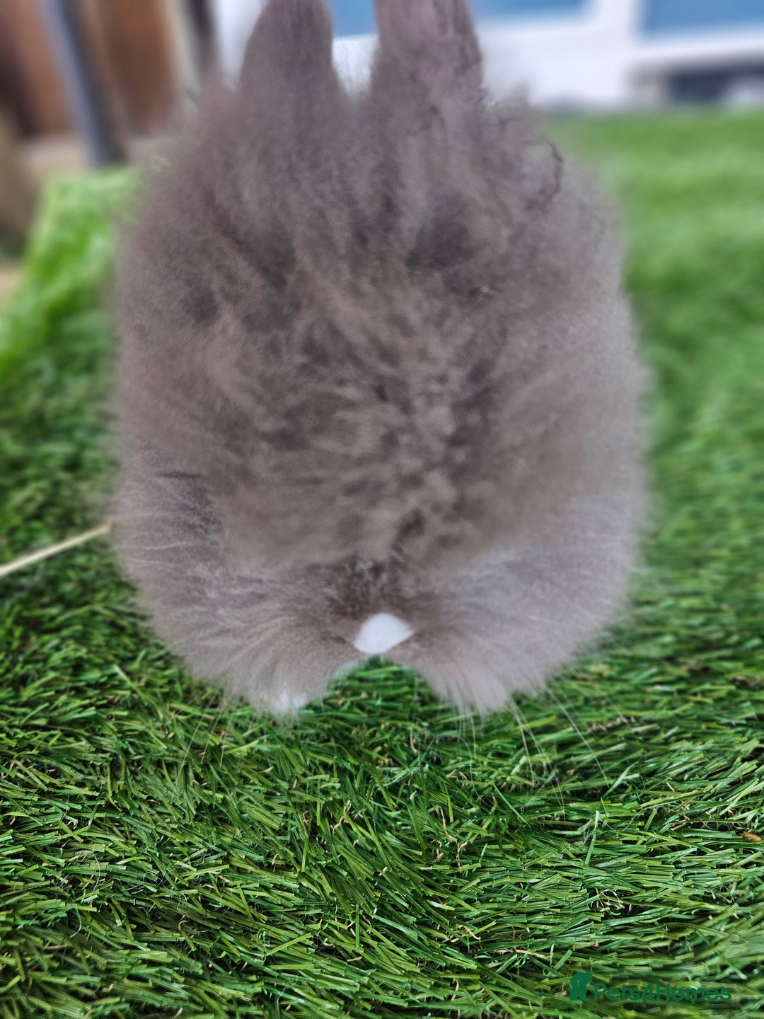 Lionhead rabbits for sale: Lionhead x Angora - Advert 5