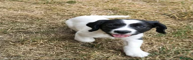 Sprocker 3