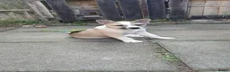 Akita dogs for sale: 15 week old male akita for sale  - Advert 3