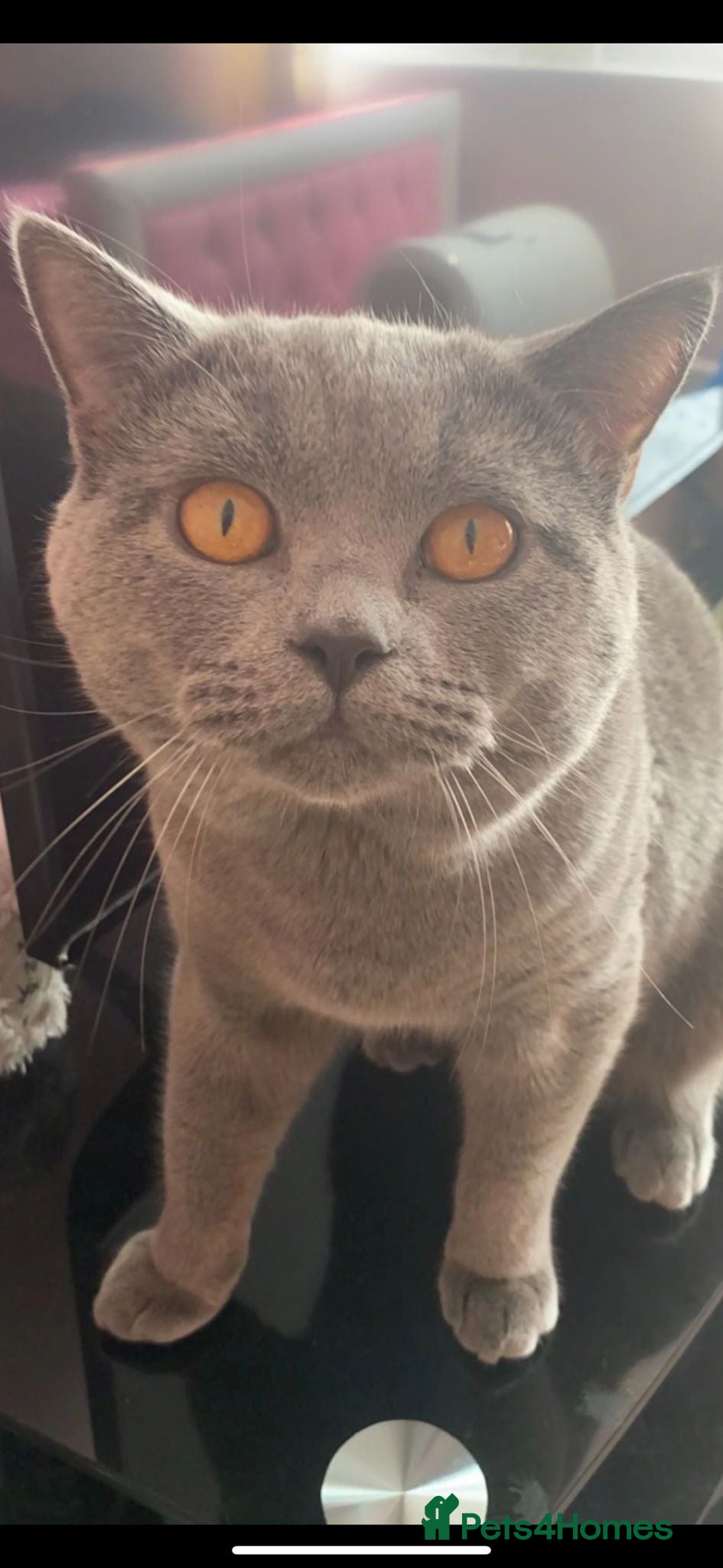 British Shorthair cats LOVELY BRITISH SHORTHAIR - Advert 2