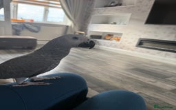 Parrots birds for sale: African grey male  - Image 3