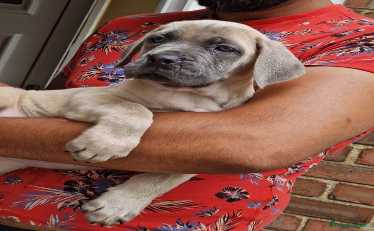 Cane Corso dogs - Advert 1