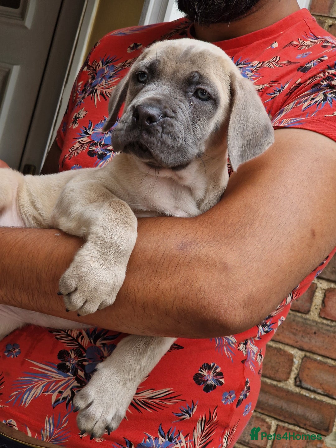 Cane Corso dogs for sale: Beautiful Cane Corsos READY TO GO - Image 1
