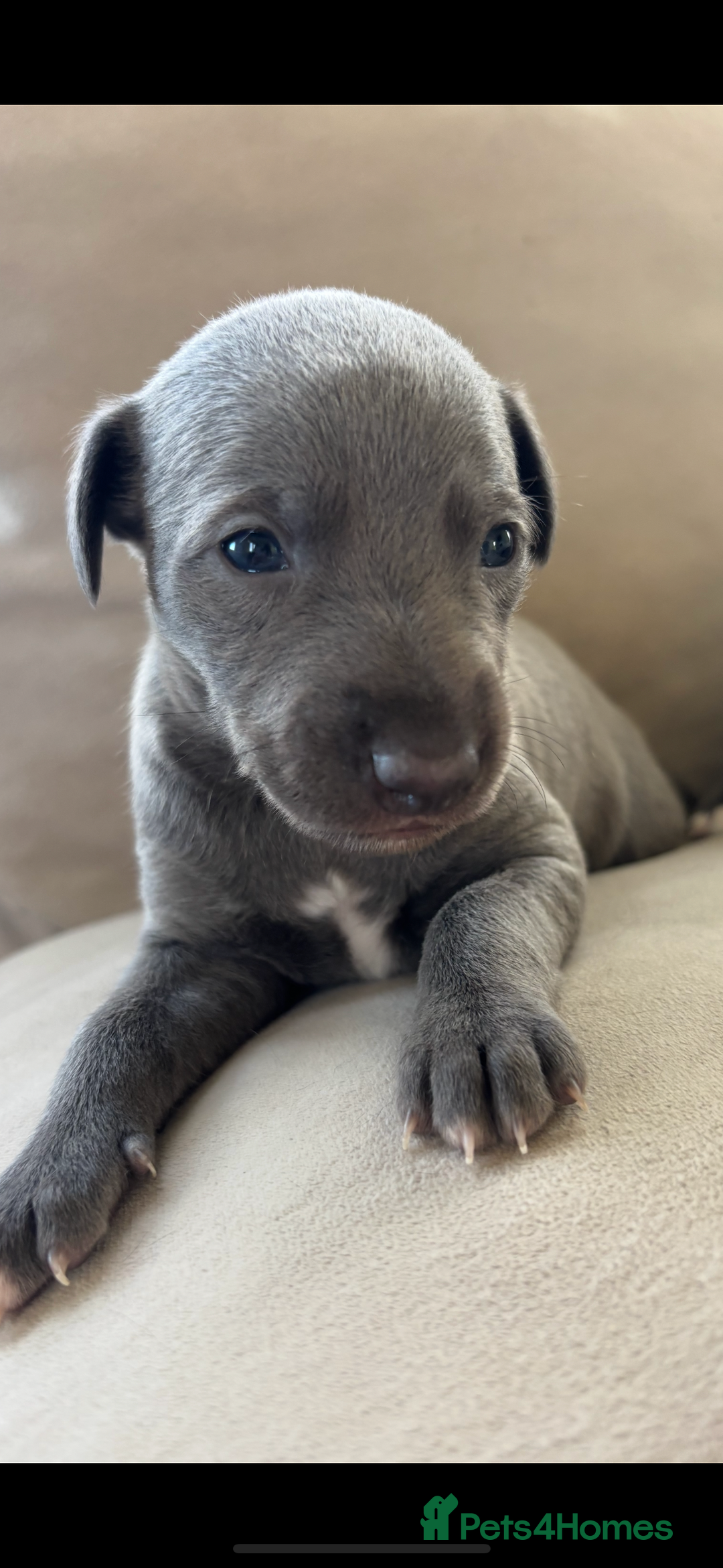 Whippet dogs for sale: Stunning KC registered whippet puppy’s  - Advert 7