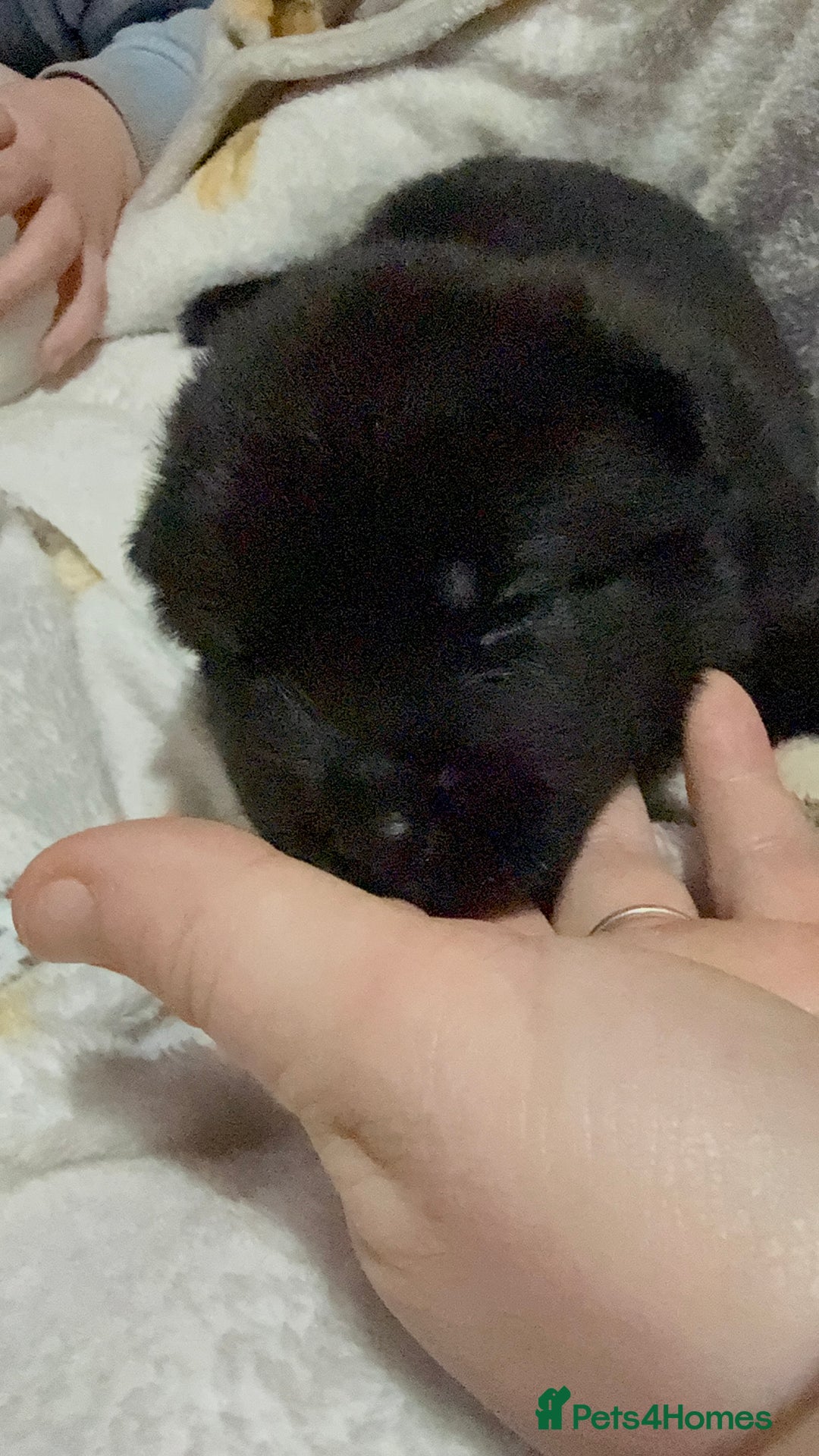 Akita dogs for sale: Big bear head full American Akitas  - Advert 5