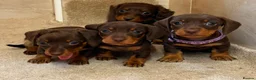 Dachshund dogs for sale: Outstanding miniature chocolate and tan puppies - Advert 3