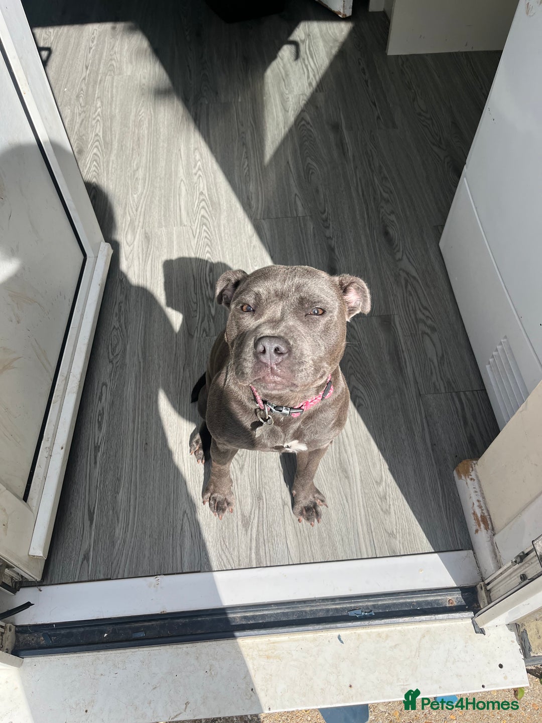 Staffordshire Bull Terrier dogs for sale: 1 year old blue staff - Advert 1