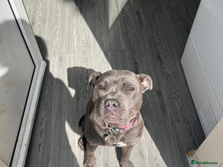 Staffordshire Bull Terrier dogs 1 year old blue staff - Advert 1