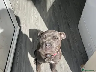 Staffordshire Bull Terrier dogs 1 year old blue staff - Advert 12