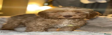 Cockapoo Puppy 1