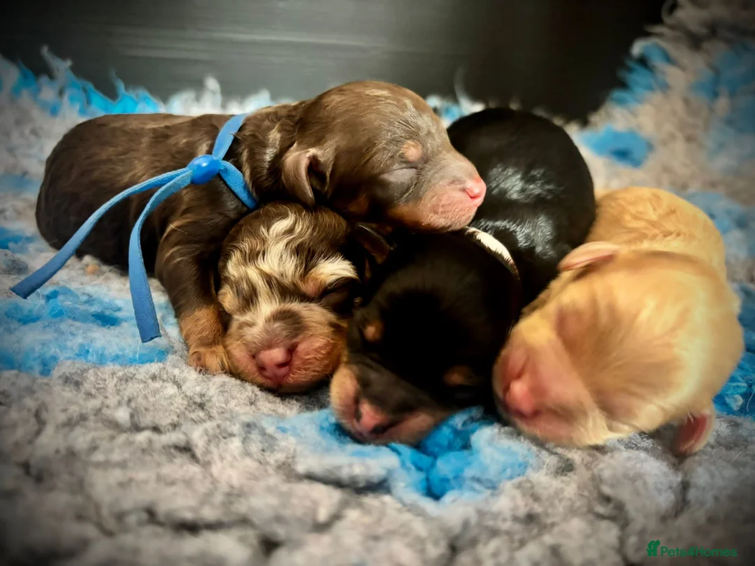 Miniature Poodle dogs for stud: 💥FOR STUD💥 CHOC MERLE PHANTOM MIN POODLE in Doncaster - Advert 22