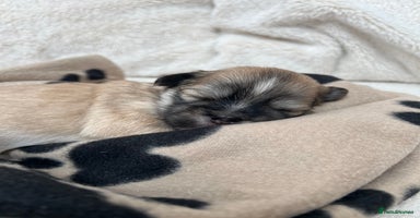 Lhasa Apso dogs - Advert 6