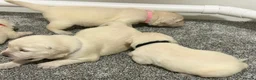 Golden Retriever dogs for sale: Beautiful healthy puppies - Advert 5
