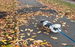 Shih Tzu dogs for sale: Teddy the shihtzu looking for good home  - Image 1