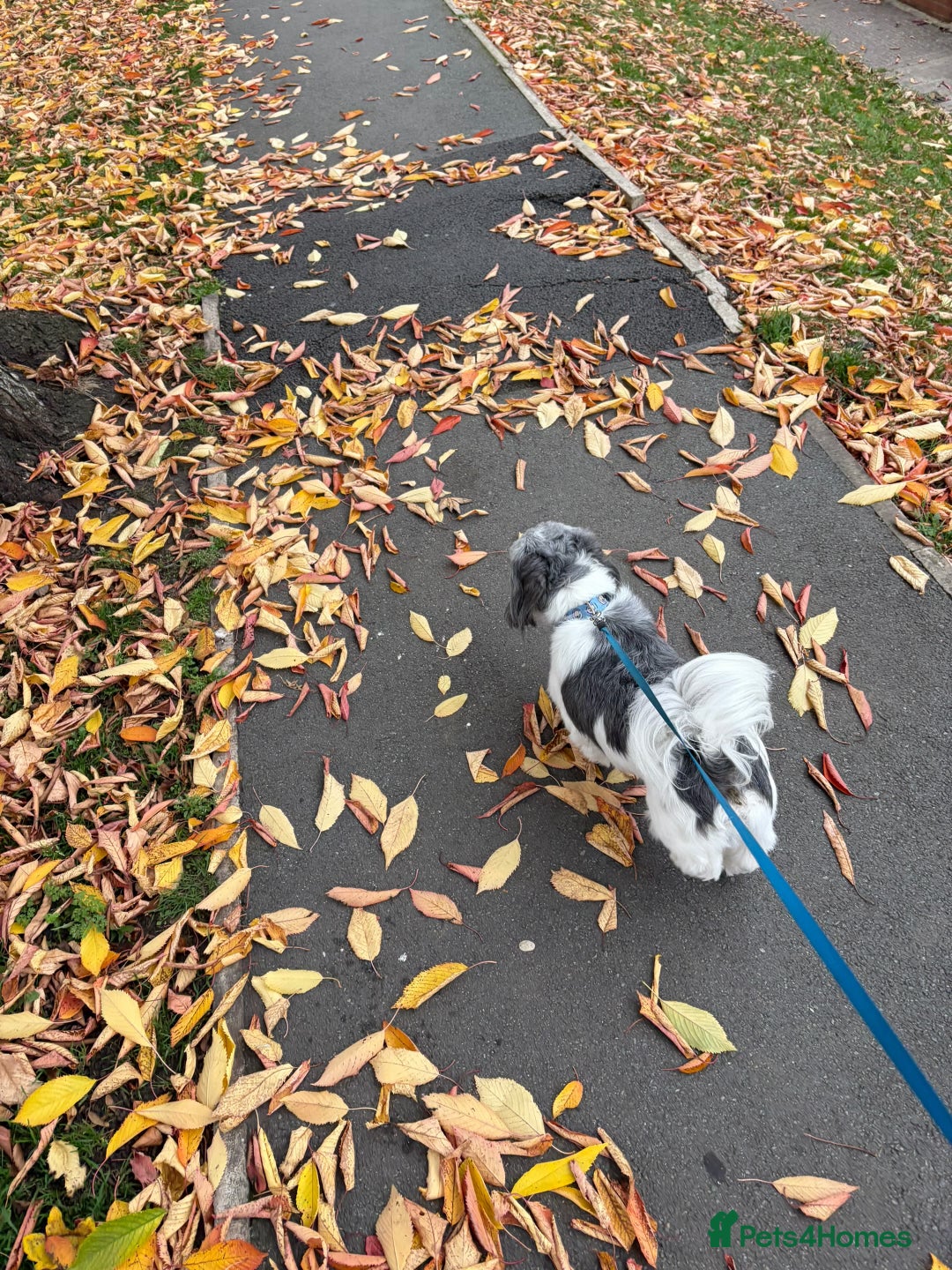 Shih Tzu dogs for sale: Teddy the shihtzu looking for good home  - Image 1