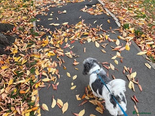 Shih Tzu dogs - Advert 1