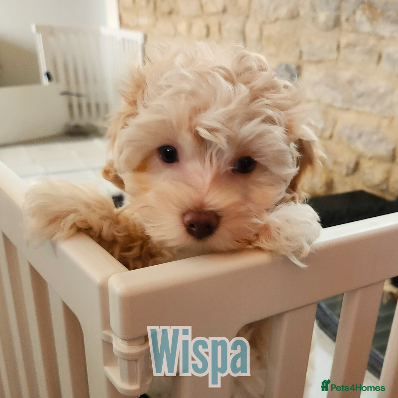 Maltipoo dogs Family-Raised Toy Maltipoos✨DNA Clear✨3GenPedigree - Advert 3