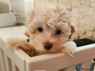 Maltipoo dogs Family-Raised Toy Maltipoos✨DNA Clear✨3GenPedigree - Advert 2