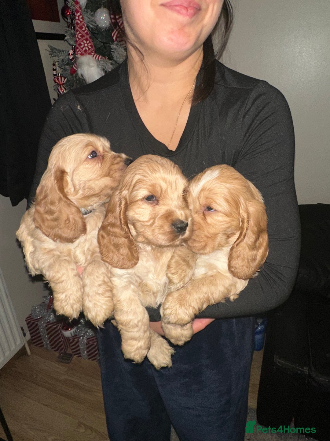 Cocker Spaniel dogs for sale: KC Golden Show Cocker Spaniel  READY TO GO! - Advert 8