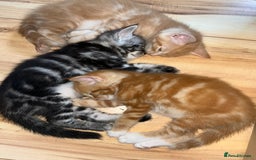 Maine Coon cats for sale: Maine Coon x Domestic Shorthair  - Image 19