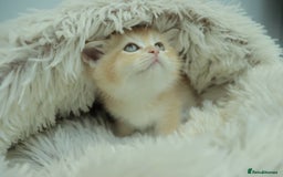 British Shorthair cats for sale: Stunning Champion Bloodlines kittens  - Advert 5