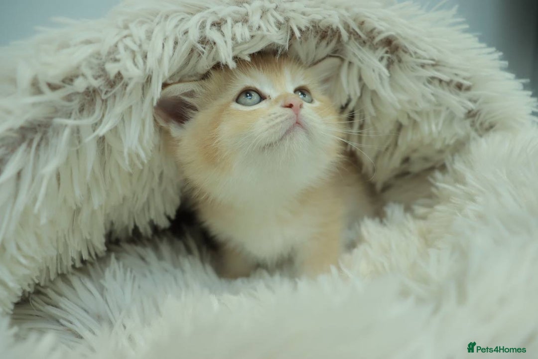 British Shorthair cats for sale: Stunning Champion Bloodlines kittens  - Advert 5