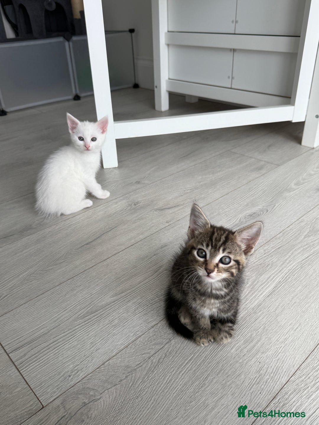 Turkish Angora cats for sale: 4 Beautiful Turkish Angora Mix Kittens - Image 9