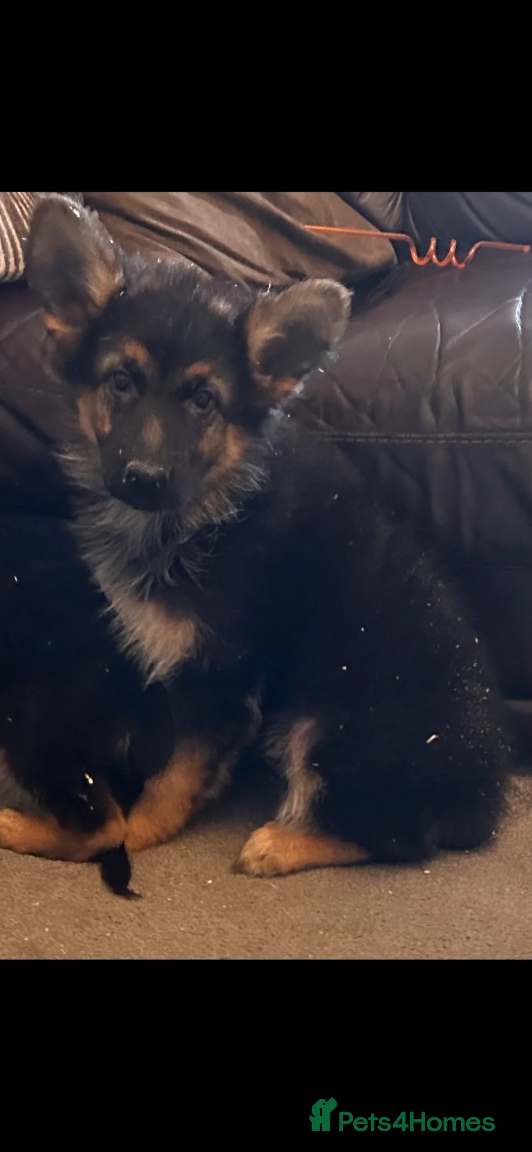 German Shepherd dogs for sale: German shepherd puppies  - Advert 2