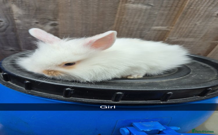 Lionhead rabbits - Advert 3