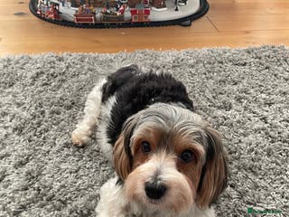 Biewer Terrier dogs Biewer Terrier Puppies - Advert 5