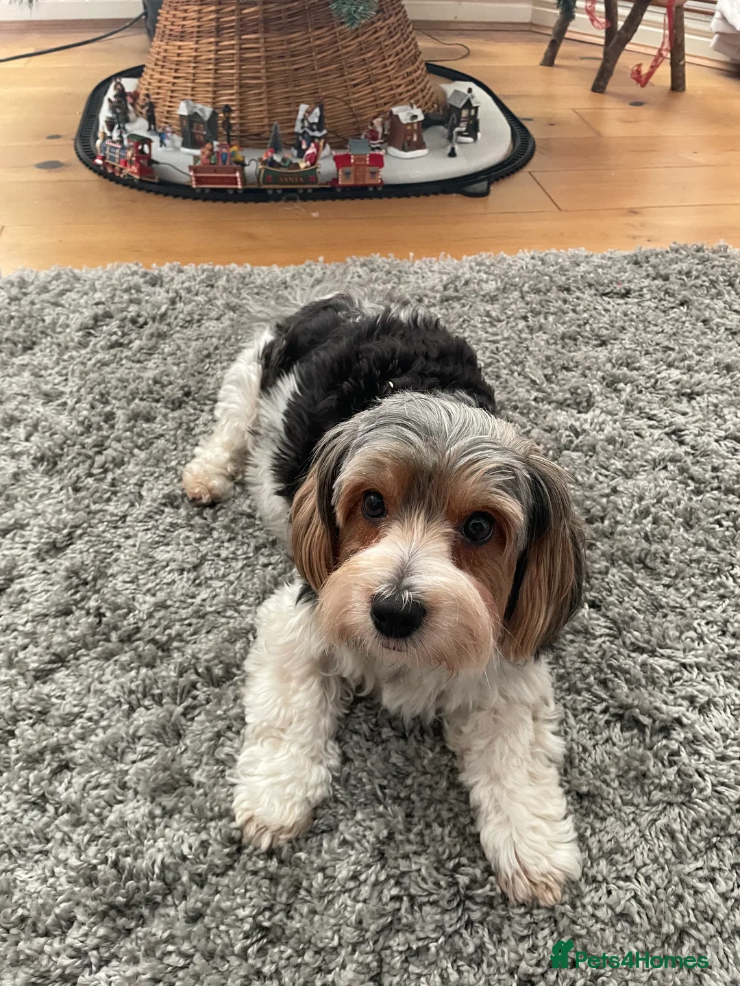 Biewer Terrier dogs for sale: Biewer Terrier Puppies  - Advert 1