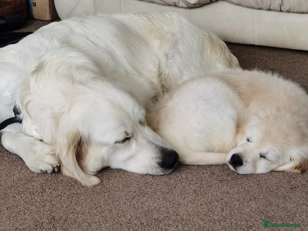 Golden Retriever dogs for stud: KC (red) golden retriever  - Advert 2