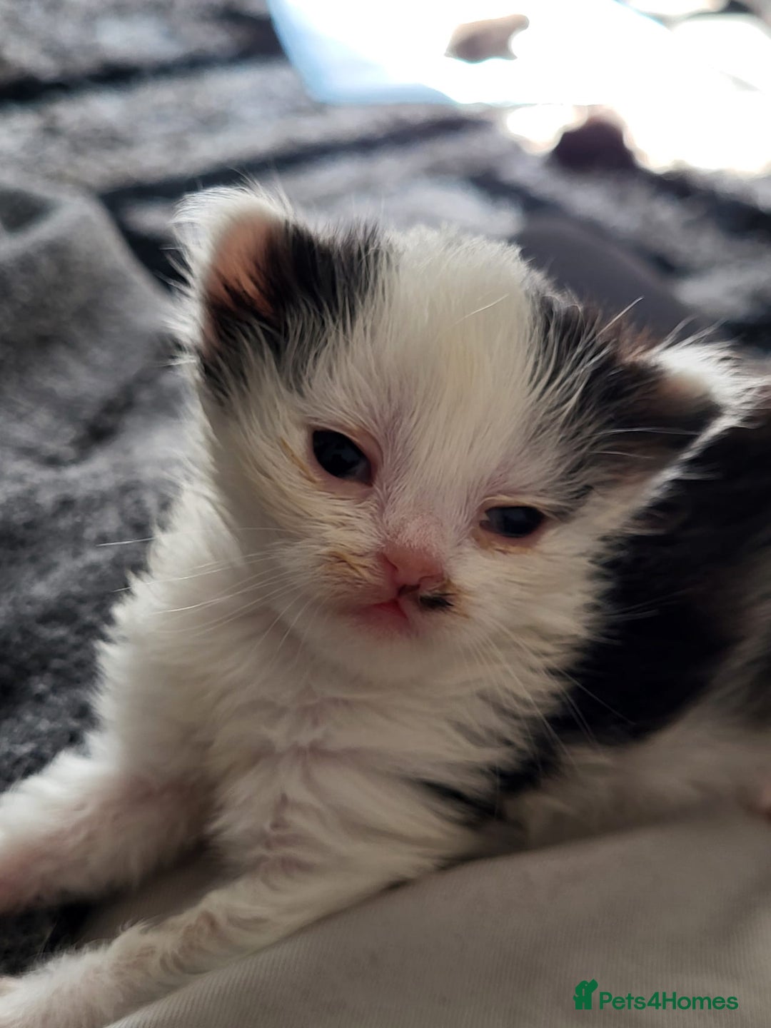 British Shorthair cats for sale: British Shorthair Kittens for sale  - Image 27