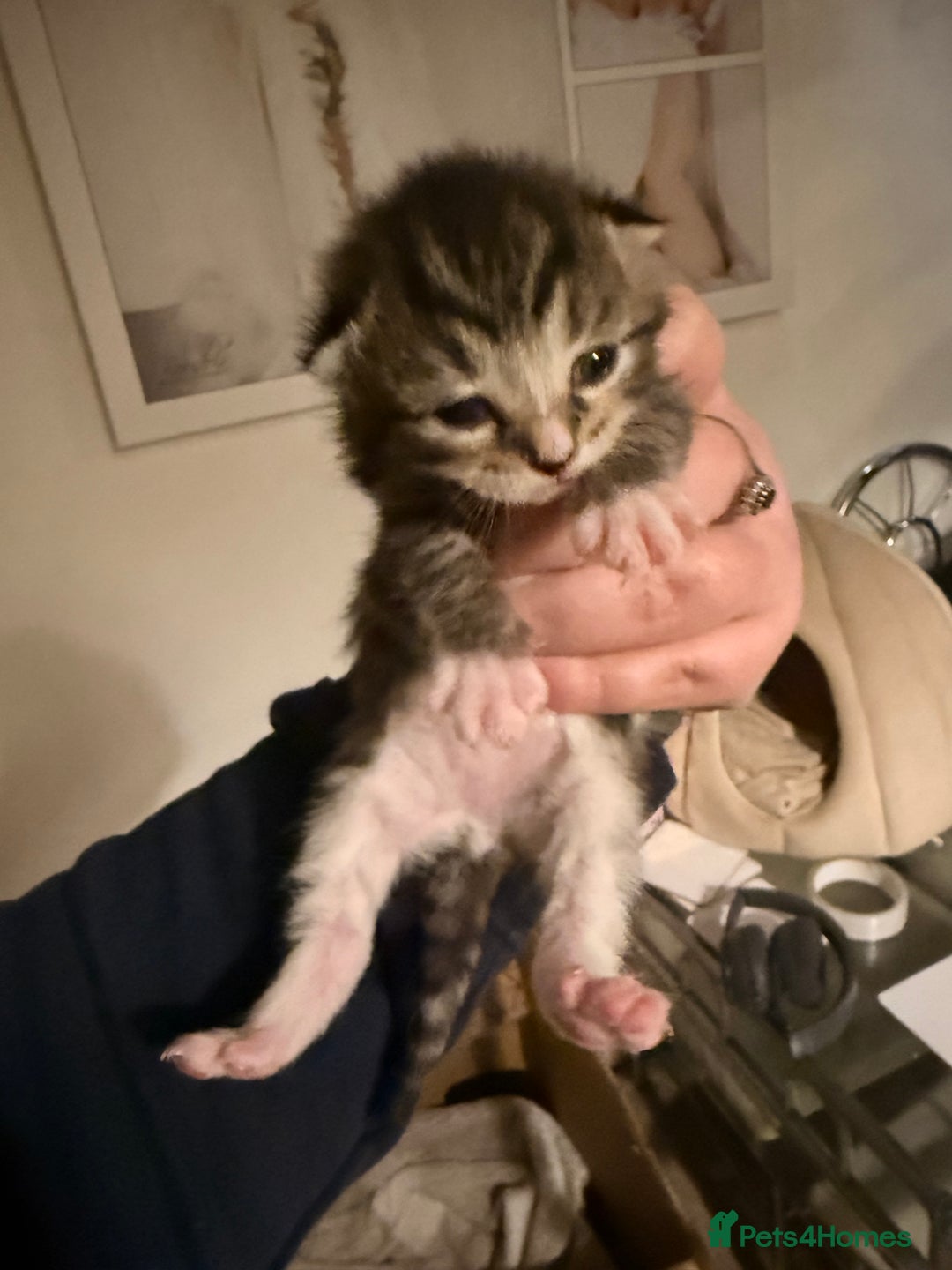 Mixed Breed cats for sale: 4 kittens available  - Advert 9