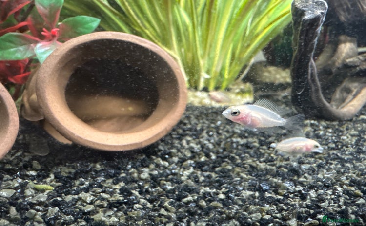 Cichlids fish - Advert 1